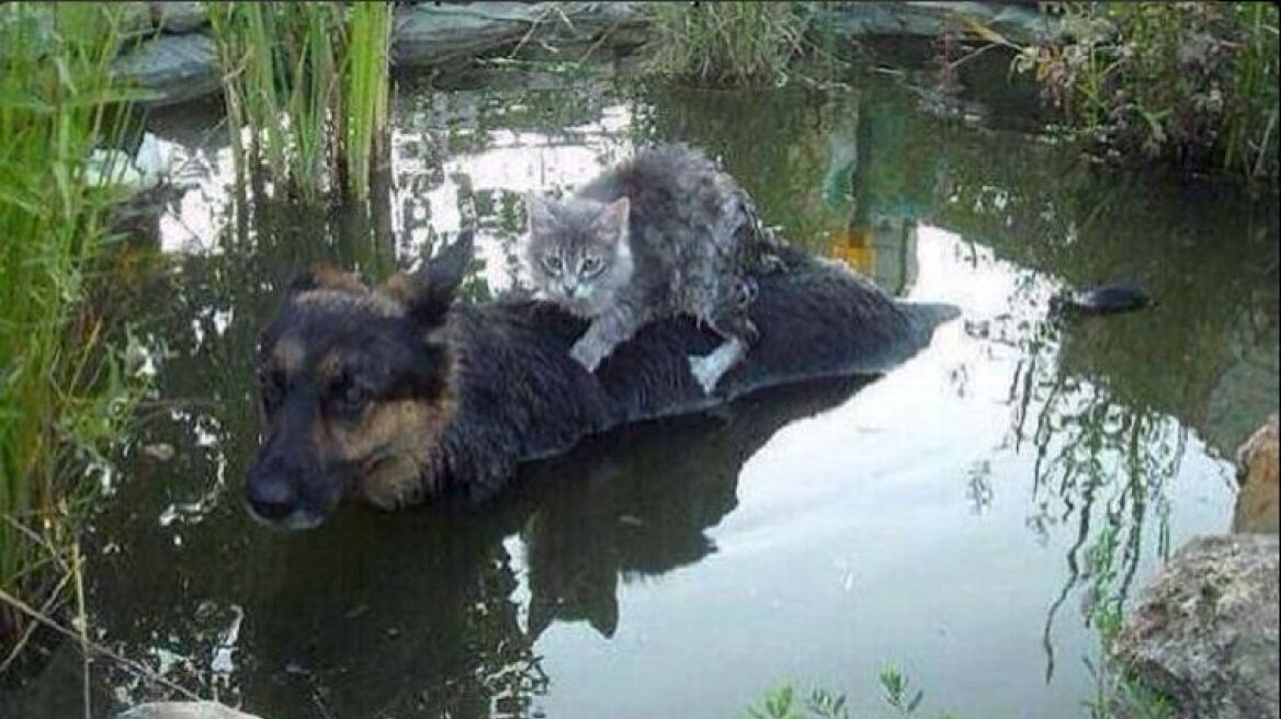 Συγκλονιστική φωτογραφία: Σκύλος σώζει γάτα από τις πλημμύρες στη Βοσνία