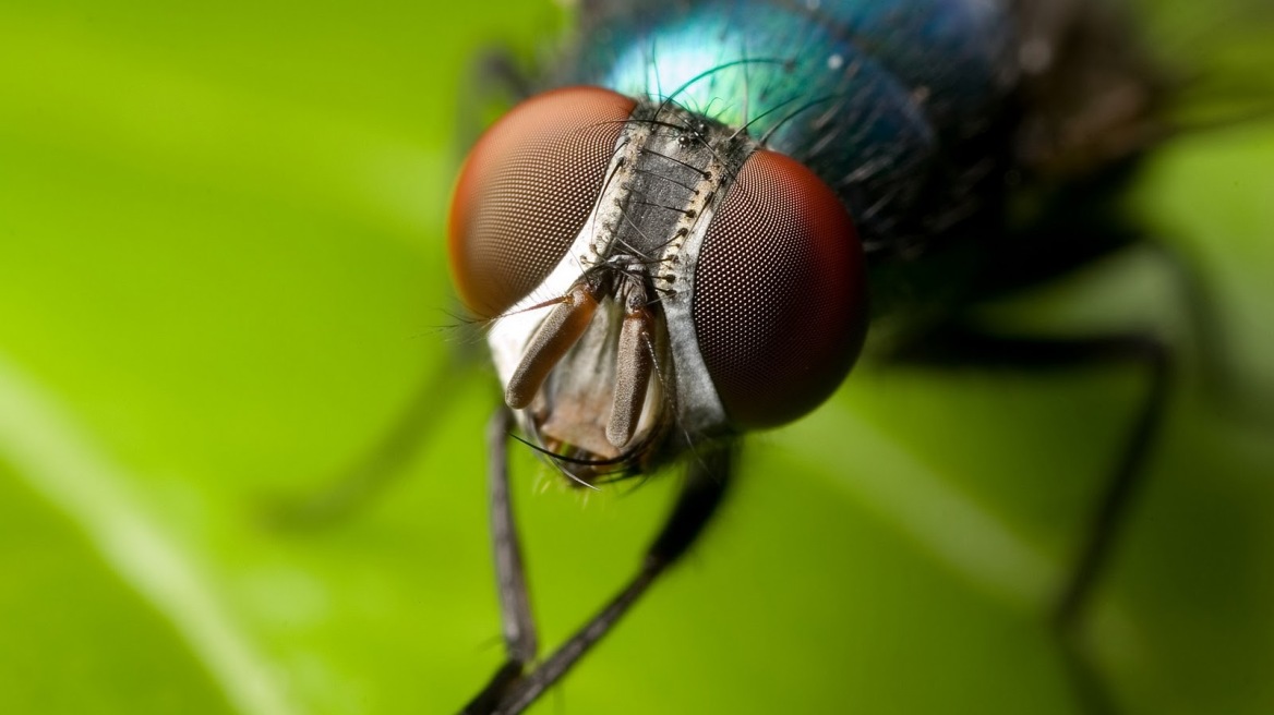 Οι μύγες έχουν νοημοσύνη και σκέφτονται πριν πάρουν κάποια απόφαση!