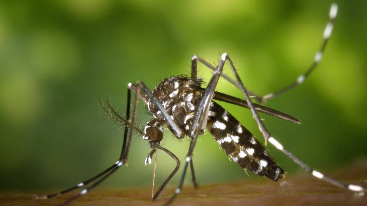 Συναγερμός στην Καραϊβική από επικίνδυνο ιό που μεταφέρουν τα κουνούπια 