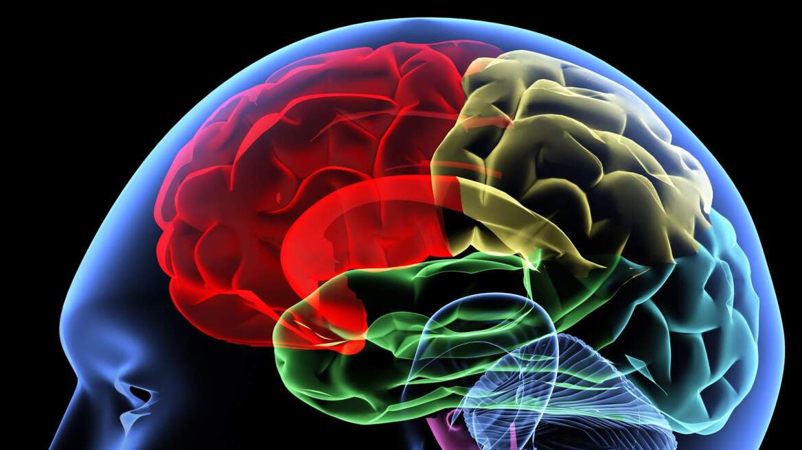 Μεγαλύτερος ο εγκέφαλος, μικρότερη η μυική δύναμη, το εξελικτικό τίμημα της εξυπνάδας