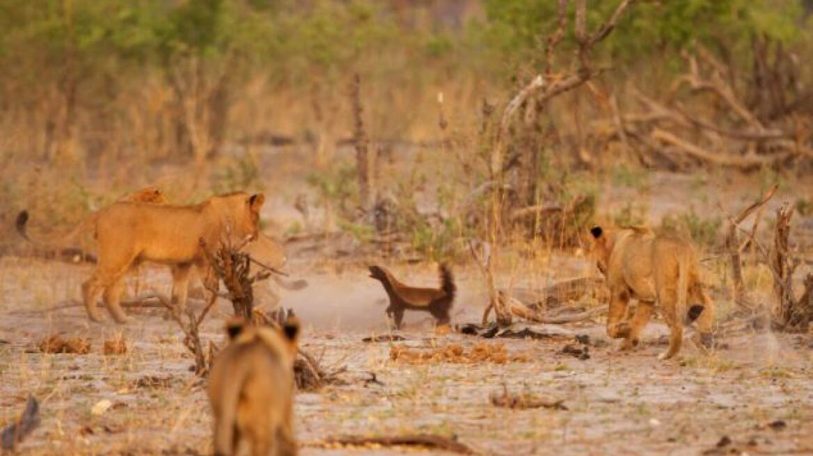 Φανταστικές φωτογραφίες: Ένας μικρός ασβός μάχεται με τέσσερα λιοντάρια!
