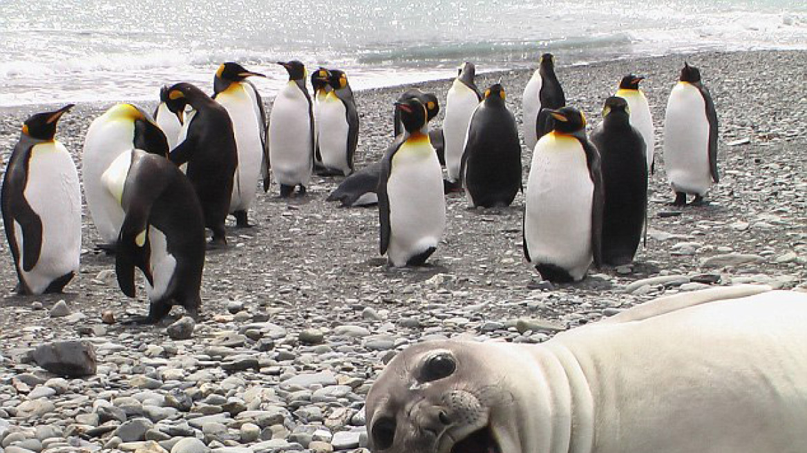 Δείτε τις 12 πιο ξεκαρδιστικές «selfies» ζώων στον κόσμο!