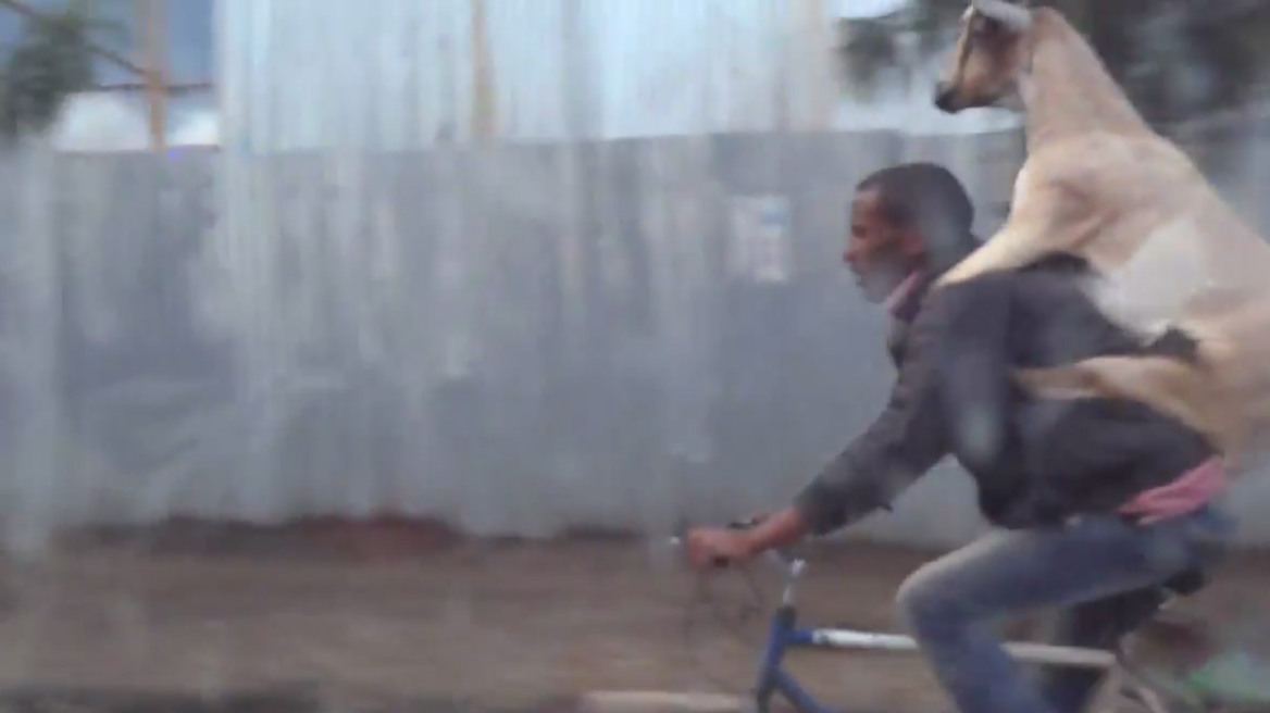 Αιθιοπία: Βγήκε βόλτα με το ποδήλατο και την... κατσίκα του!