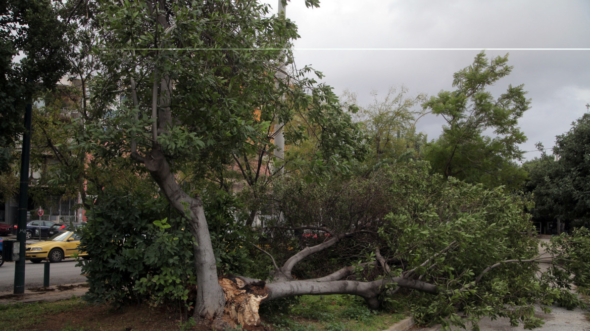 Ηράκλειο: Ο ισχυρός άνεμος ξερίζωσε δέντρα στο κέντρο στης πόλης