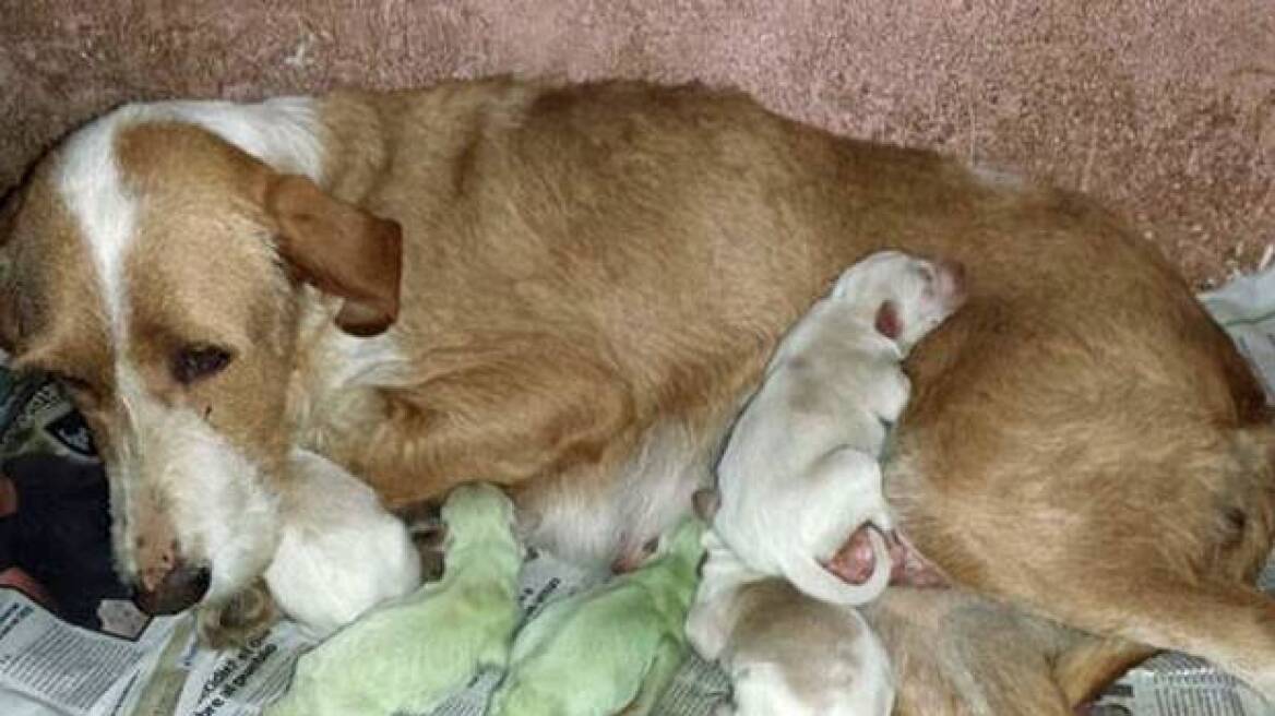 Ισπανία: Σκυλίτσα γέννησε δύο πράσινα κουτάβια!