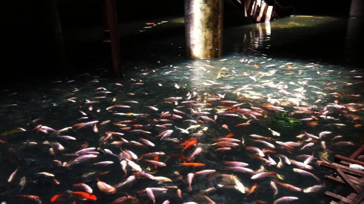 Εμπορικό κέντρο στη Μπανγκόκ έχει μετατραπεί σε... λίμνη για ψάρια!
