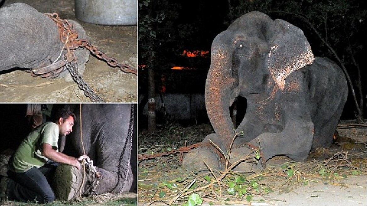 Συγκλονιστικό: Ελέφαντας κλαίει όταν απελευθερώνεται μετά από 50 χρόνια σκλαβιάς!