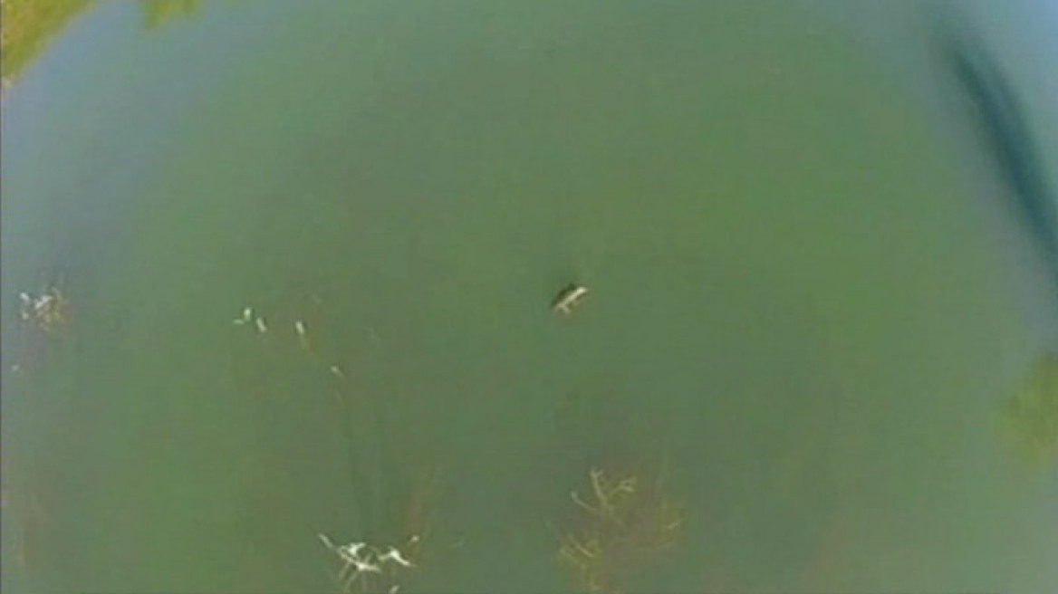 Ρέθυμνο: Δείτε τον κροκόδειλο να κολυμπάει στη λίμνη του Φράγματος των Ποταμών