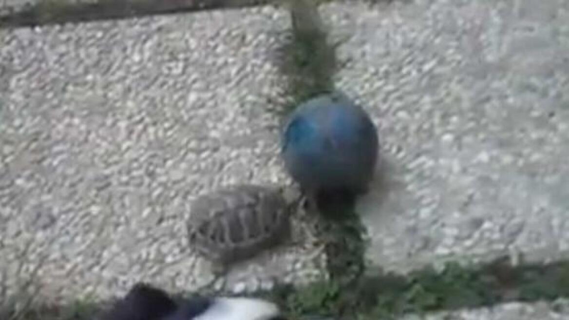 Βίντεο: Χελώνα παίζει μπάλα με σκύλο! 