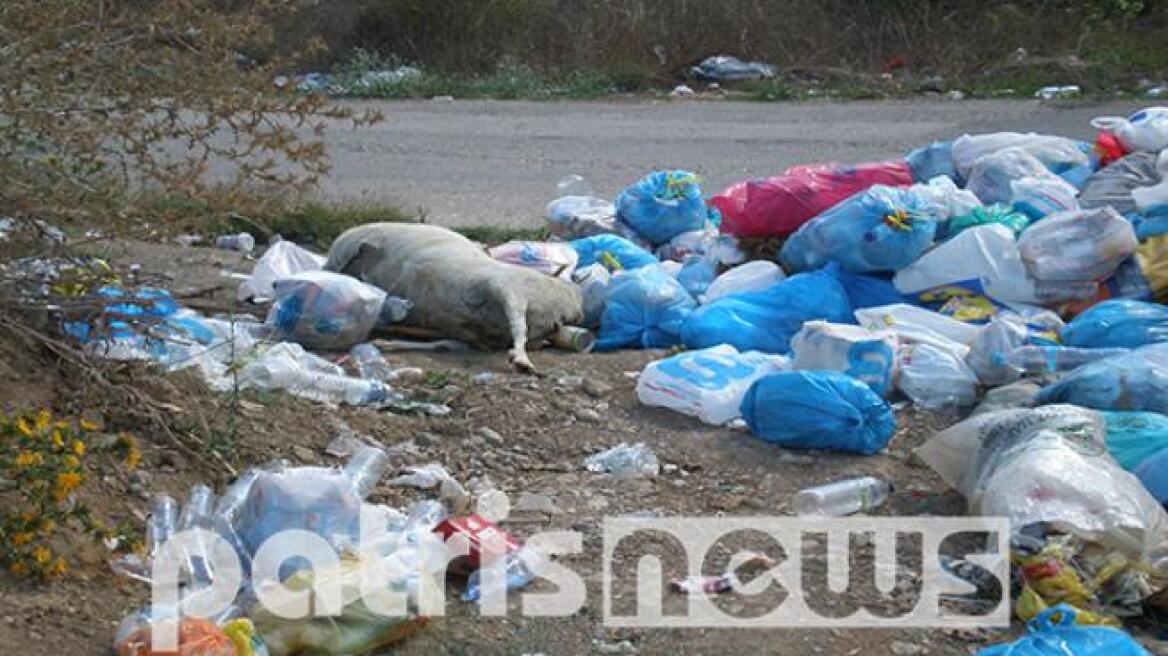 Φωτογραφία - σοκ: Νεκρά ζώα στα σκουπίδια!