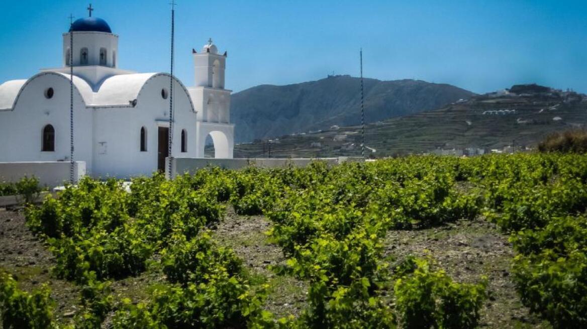 Forbes: Το κρασί επιστρέφει στην Ελλάδα και οι νέοι στα... αμπέλια