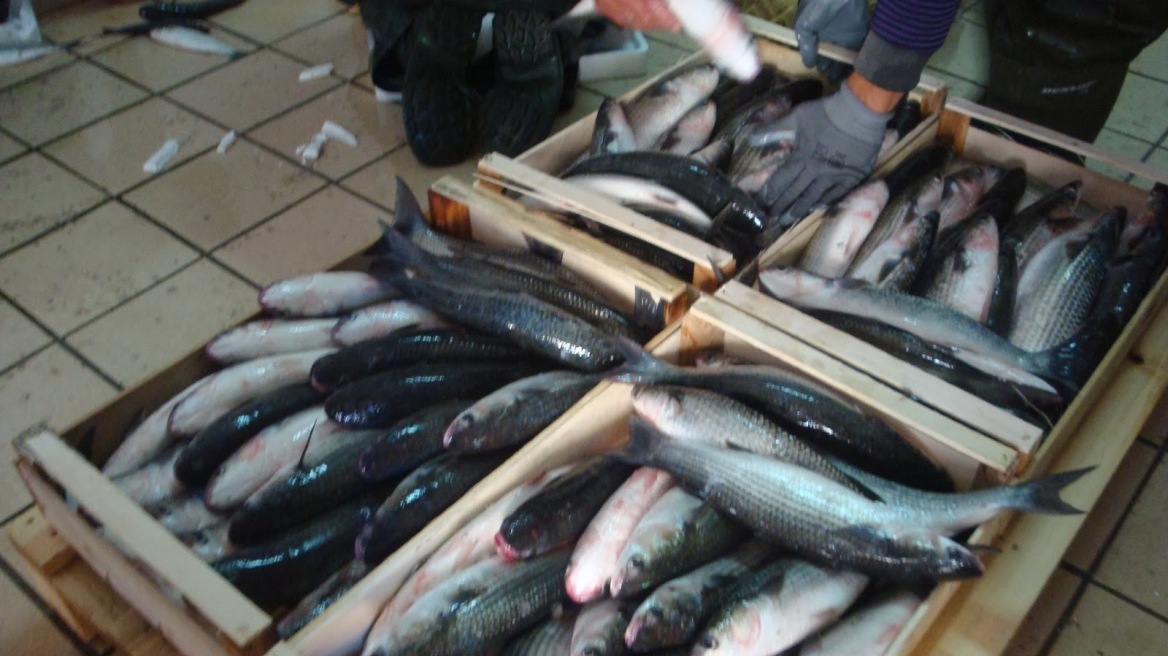 Αιτωλοακαρνανία: Αγόρασαν οκτώ τόνους ψάρια... χωρίς να πληρώσουν!