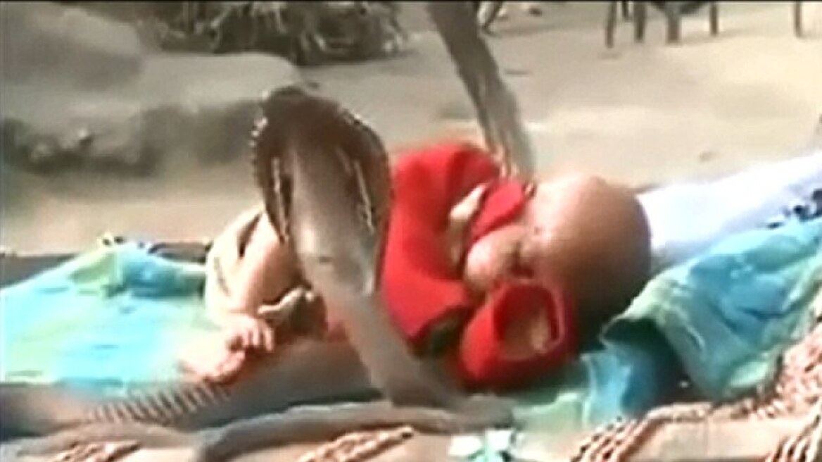 Κόμπρες προστατεύουν μωρό - Αν δεν το πιστεύετε δείτε το βίντεο