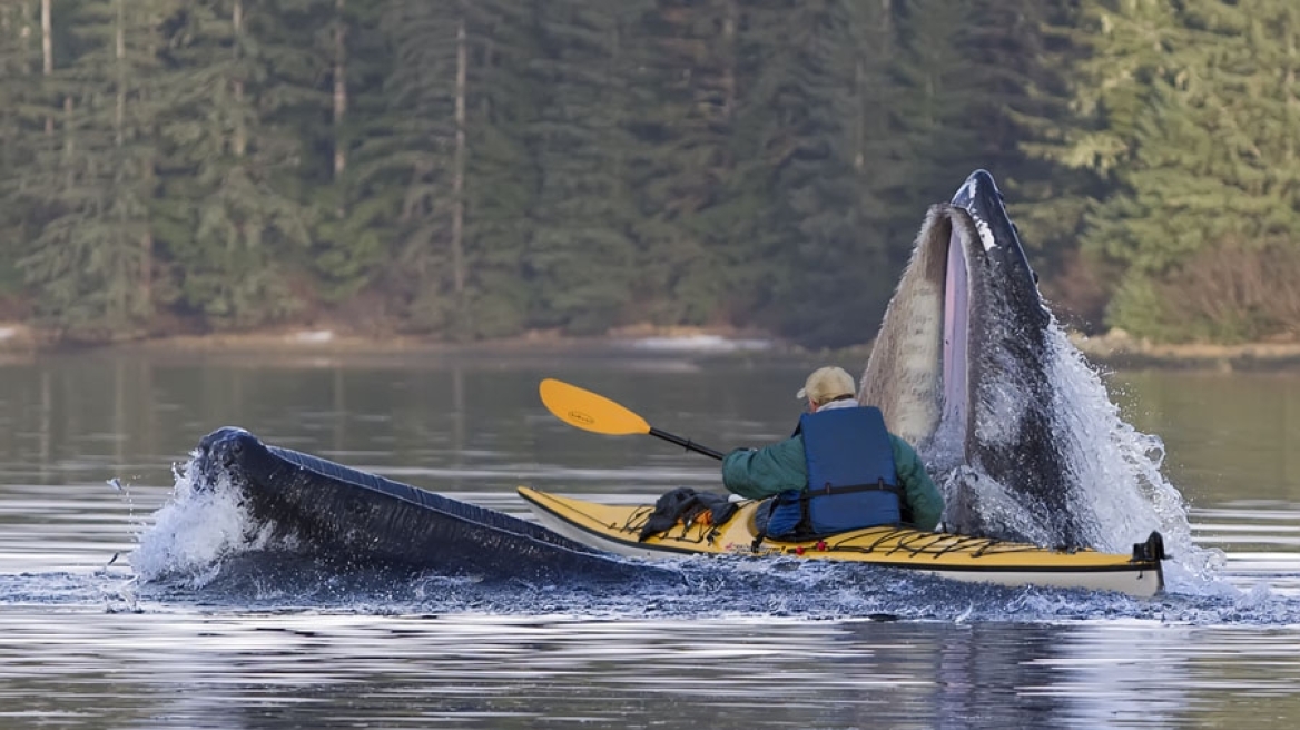 Βίντεο: Όταν μια φάλαινα σήκωσε ένα ζευγάρι πάνω σε καγιάκ