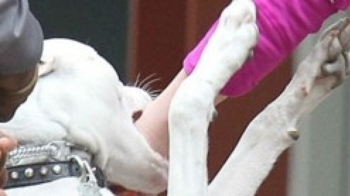 Ηράκλειο: Σκύλος δάγκωσε 36χρονη - Αναζητείται ο ιδιοκτήτης του
