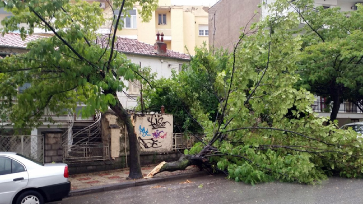 «Πνίγηκε» η Κοζάνη - Οι δυνατοί άνεμοι έριξαν δέντρο 