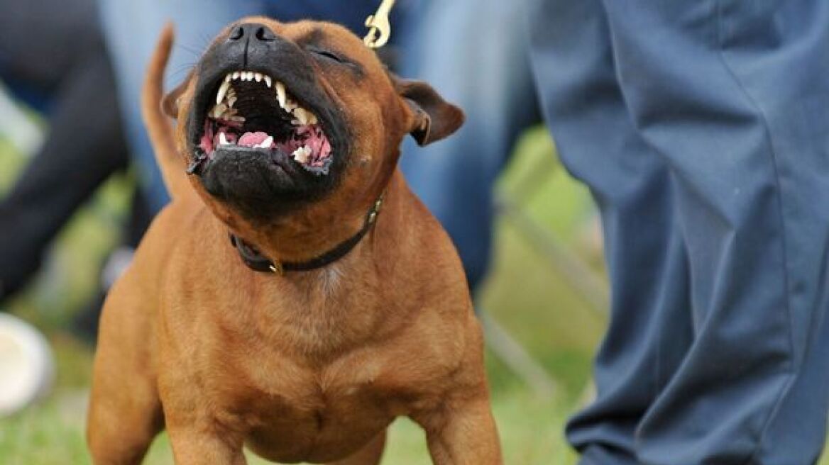 Βρετανία: Σκύλος κατασπάραξε την 43χρονη ιδιοκτήτρια του!