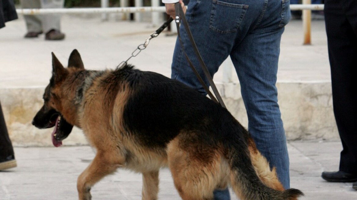 Λέσβος: Ο σκύλος μύρισε τα ναρκωτικά 