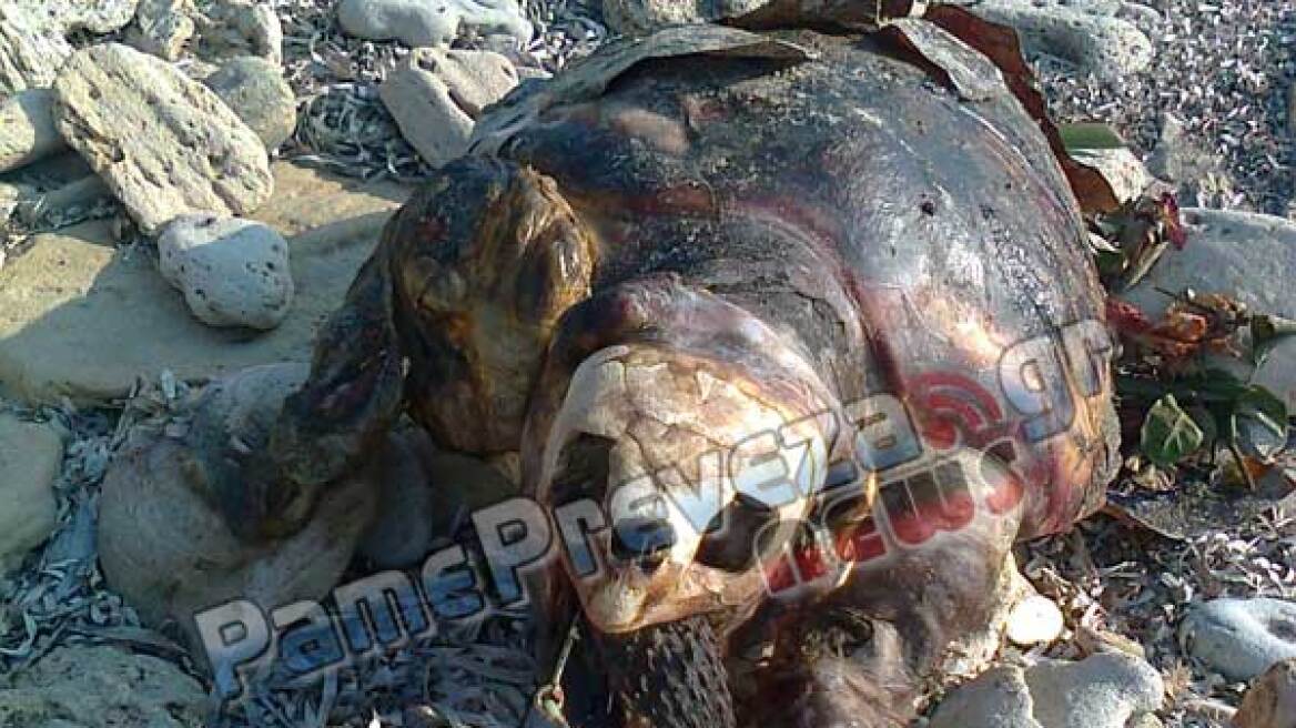 Πρέβεζα: Δείτε τι είχε στο στόμα της η νεκρή θαλάσσια χελώνα στον Μύτικα