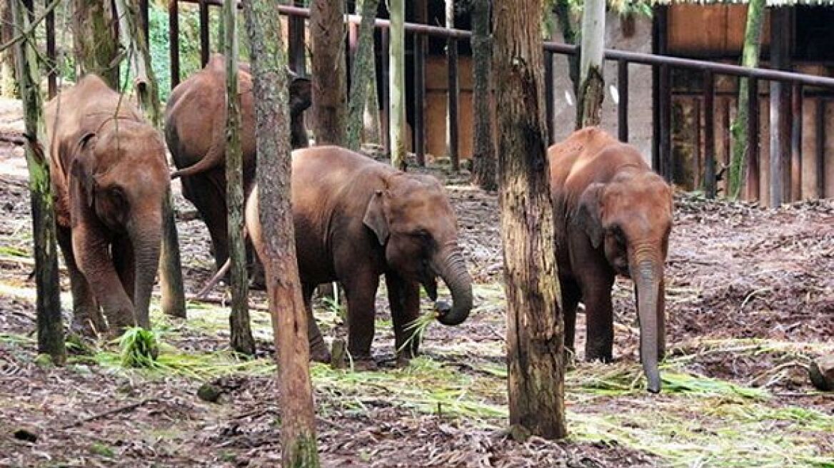 Έδιναν ηρωίνη σε ελέφαντες για να τους έχουν «του χεριού τους»