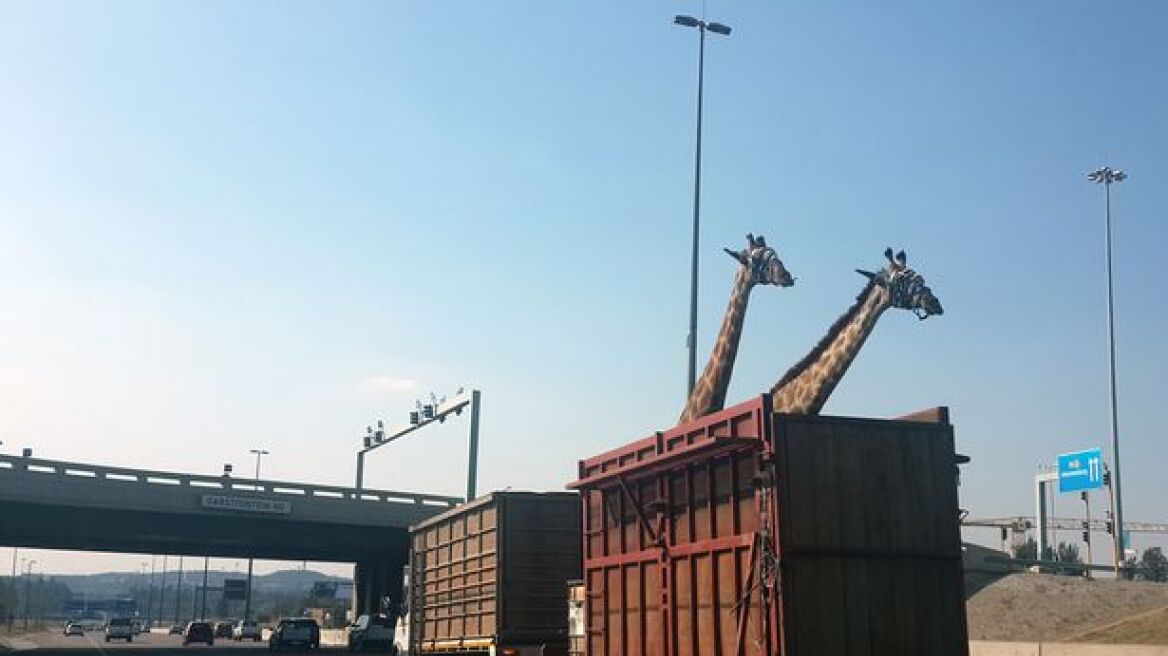 Νότιος Αφρική: Καμηλοπάρδαλη μέσα σε τρέιλερ, πέθανε αφού χτύπησε το κεφάλι της σε γέφυρα