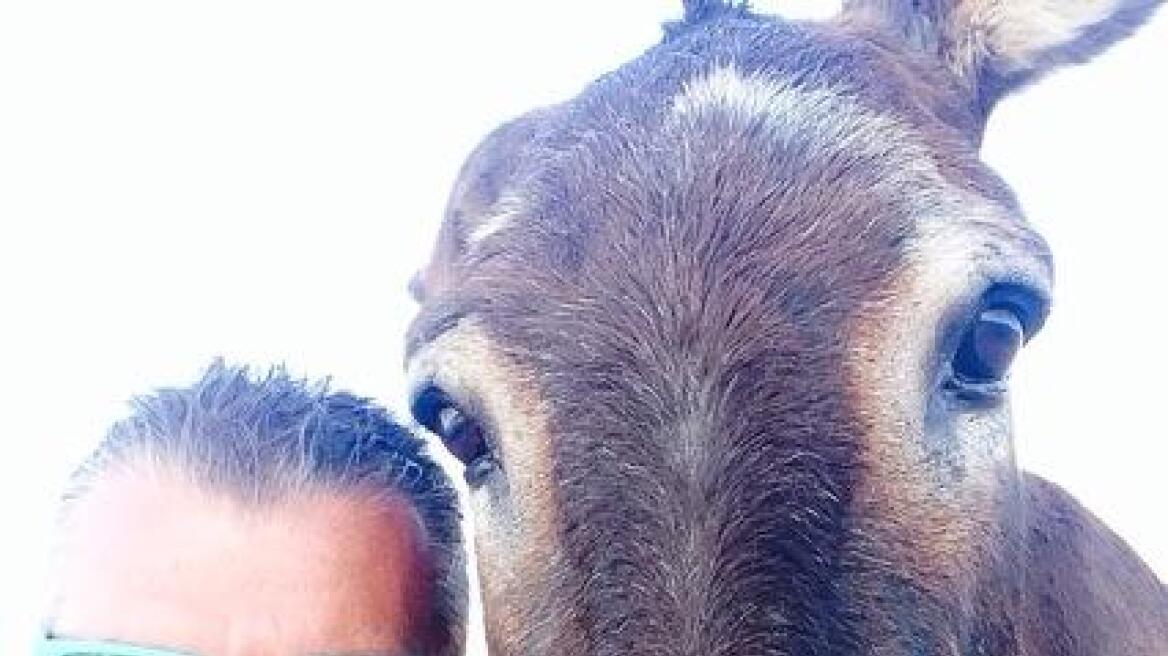 Γιώργος Λιάγκας: Έβγαλε selfie με γάιδαρο 