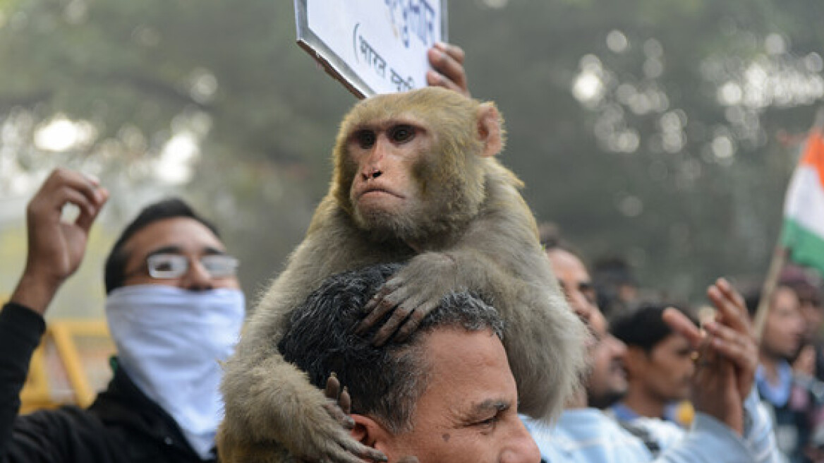 Ινδία: Η κυβέρνηση προσέλαβε 40 ανθρώπους για να κάνουν τις μαϊμούδες!