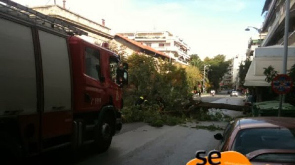 Καλοκαιρινό μπουρίνι ξερίζωσε δέντρα στη Θεσσαλονίκη