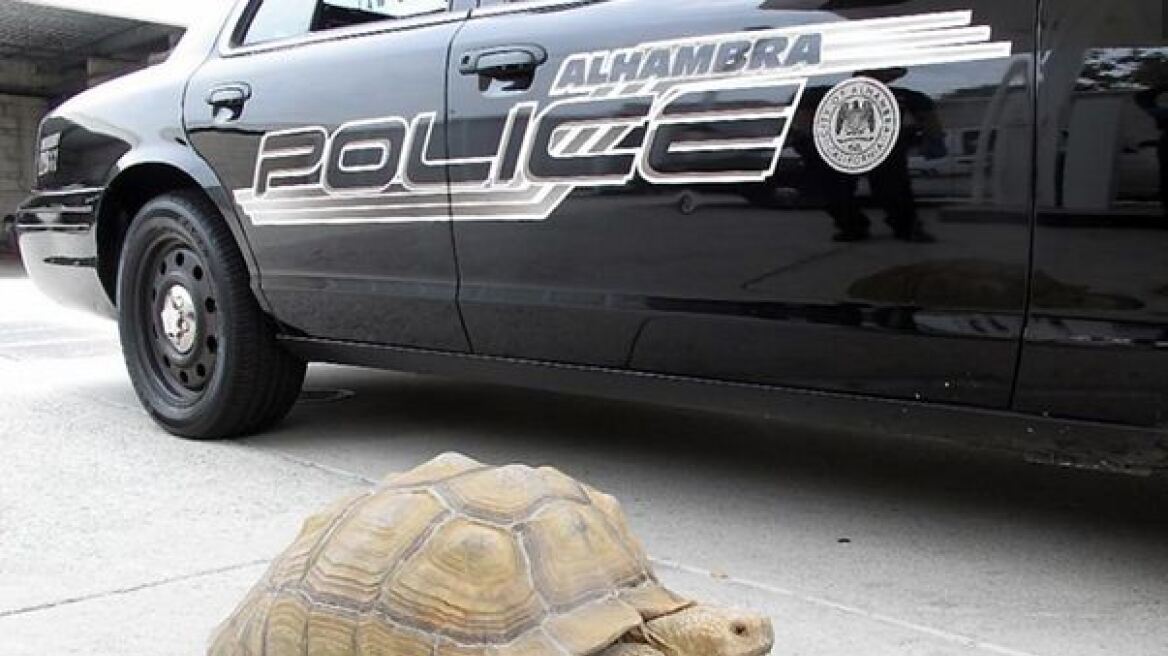 «Γιγάντια» χελώνα εμφανίστηκε σε δρόμους του Λος Άντζελες