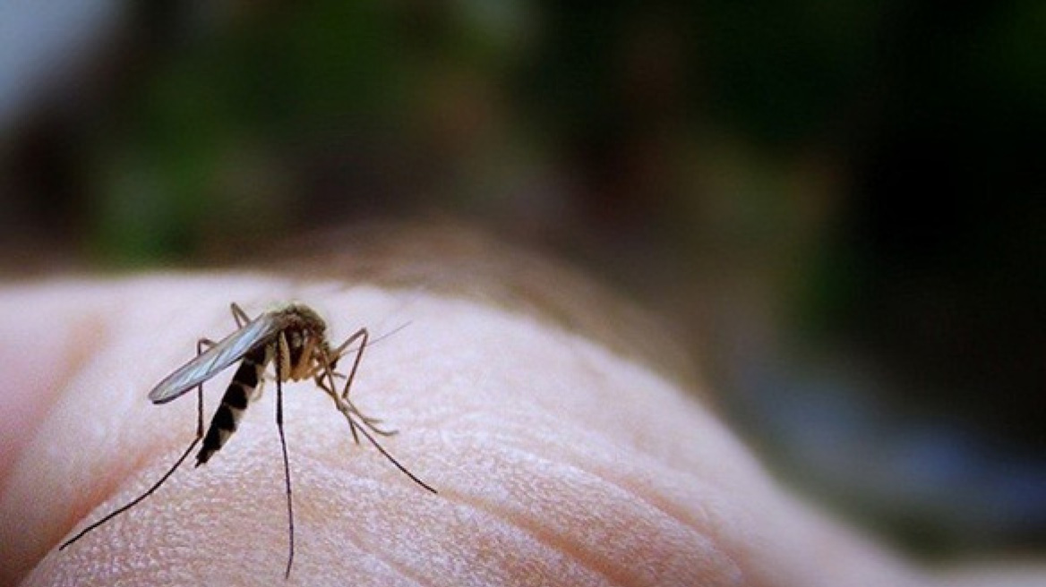 Επιθετικά αλλά όχι μολυσματικά τα κουνούπια στη χώρα μας