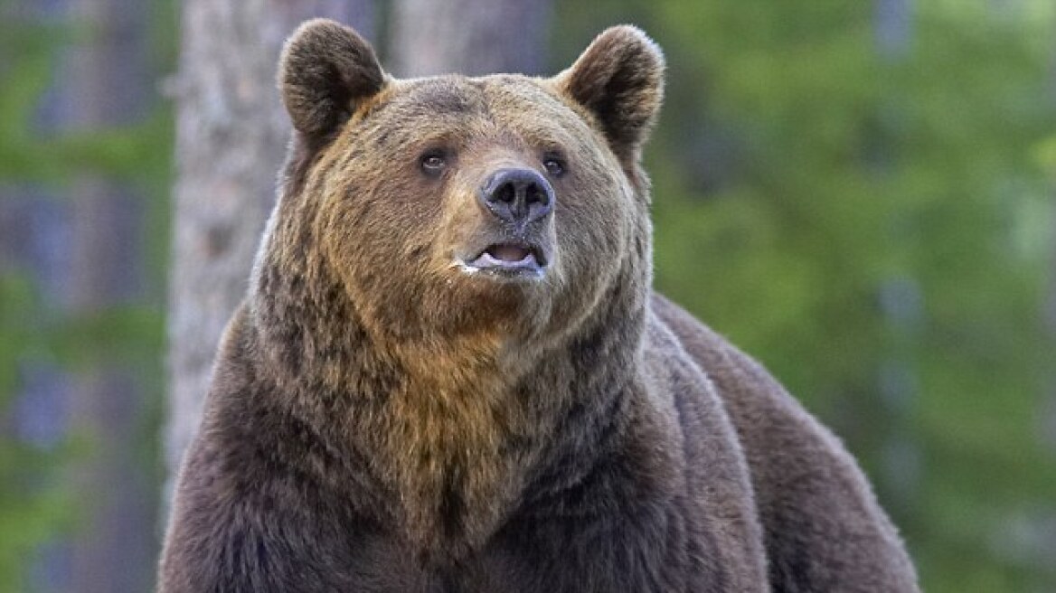 Ρωσία: Ψαράς σώθηκε από τα σαγόνια αρκούδας χάρη στον... Τζάστιν Μπίμπερ