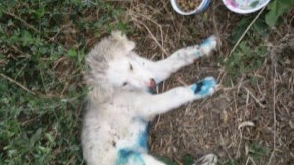 Νέα κτηνωδία στην Εύβοια: Έκαψαν με σίδερο σκυλάκι και το κρέμασαν σε δέντρο