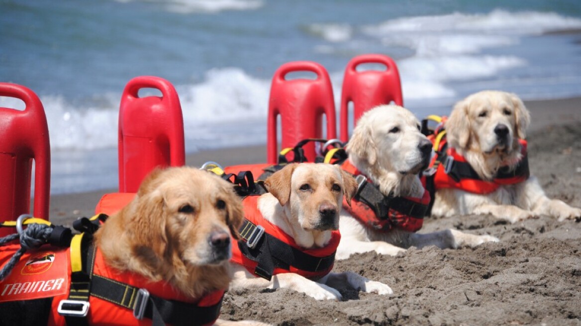 Ιταλία: Σώθηκε από βέβαιο πνιγμό χάρη σε σκύλους... ναυαγοσώστες