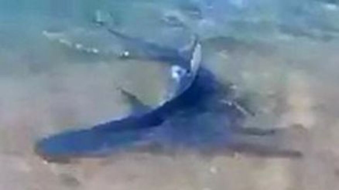 Ιταλία: Καρχαρίας σε παραλία της Σαρδηνίας