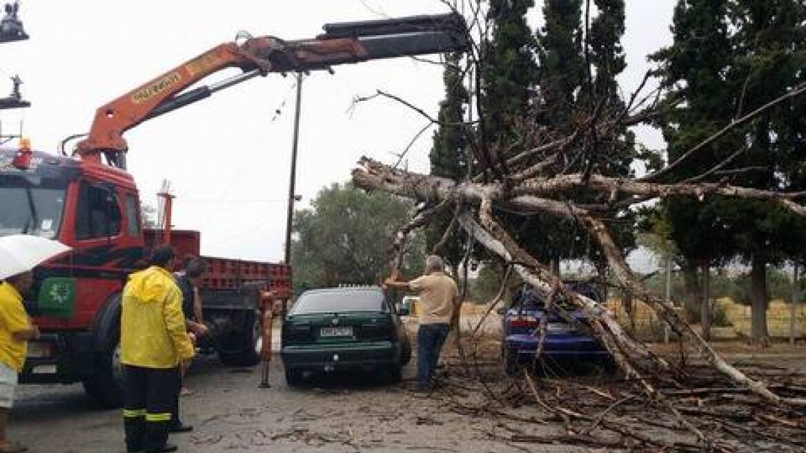 Ερέτρια: Δένδρο καταπλάκωσε δύο αυτοκίνητα σε ξενοδοχείο 