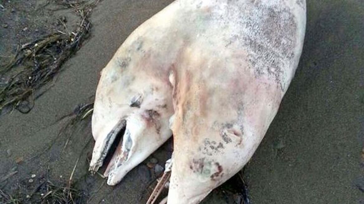 Σπάνιο δελφίνι με δύο κεφάλια σε παραλία της Τουρκίας