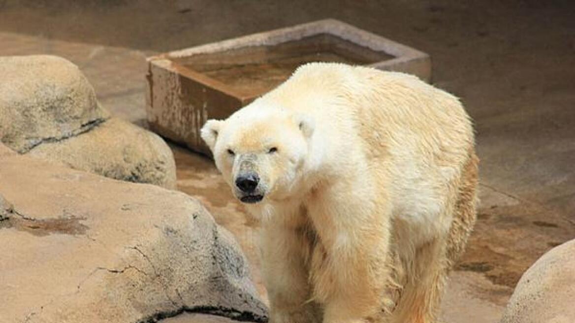 Αρσενική πολική αρκούδα πέθανε από τον... καημό της