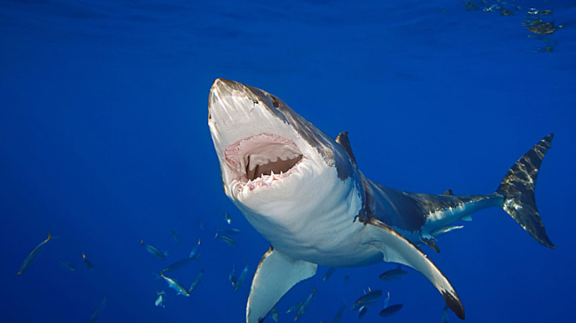 Πώς οι καρχαρίες μπορούν να ρίξουν το Ίντερνετ