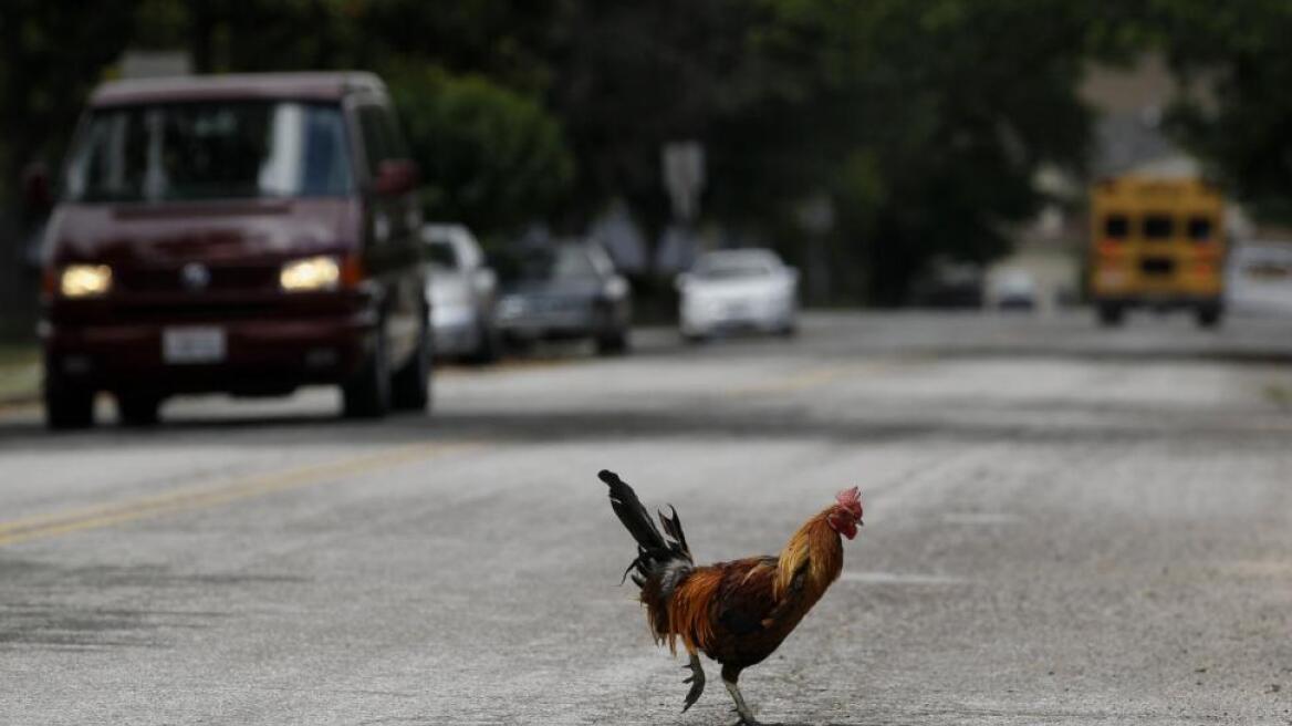 Βίντεο: Γιατί η κότα πέρασε το δρόμο;
