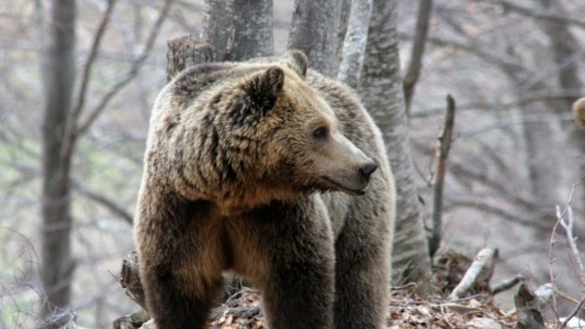 Επιχείρηση για τον απεγκλωβισμό αρκούδας στον Παρακάλαμο Ιωαννίνων 