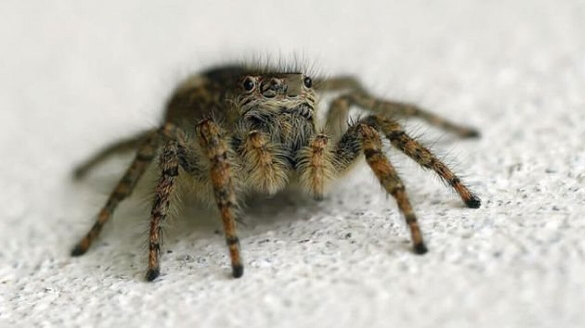 Ρόδος: 62χρονος πέθανε από τσίμπημα αράχνης 