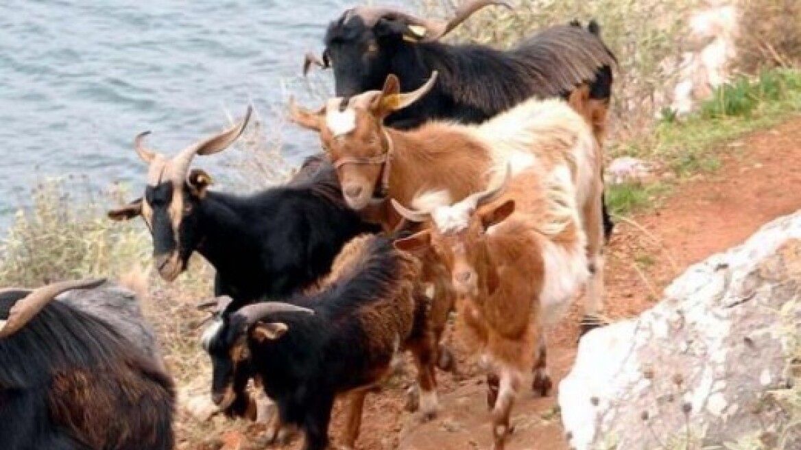 Βουλγαρία: Δραματική η κατάσταση στην κτηνοτροφία εξαιτίας του καταρροϊκού πυρετού