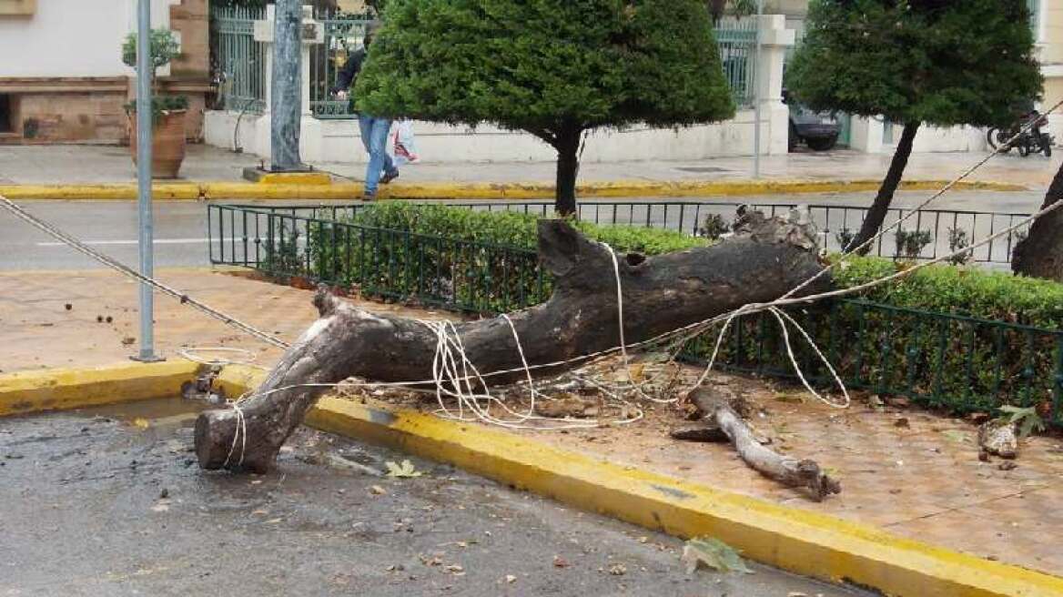 Λιβαδειά: Σπασμένος πλάτανος σκόρπισε ξανά τον τρόμο - Τρία άτομα στο νοσοκομείο