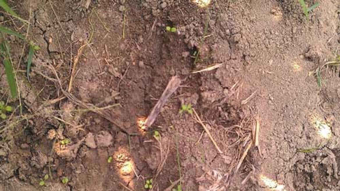 Αγριογούρουνα καταστρέφουν αγροτικές καλλιέργειες στην Πρέβεζα
