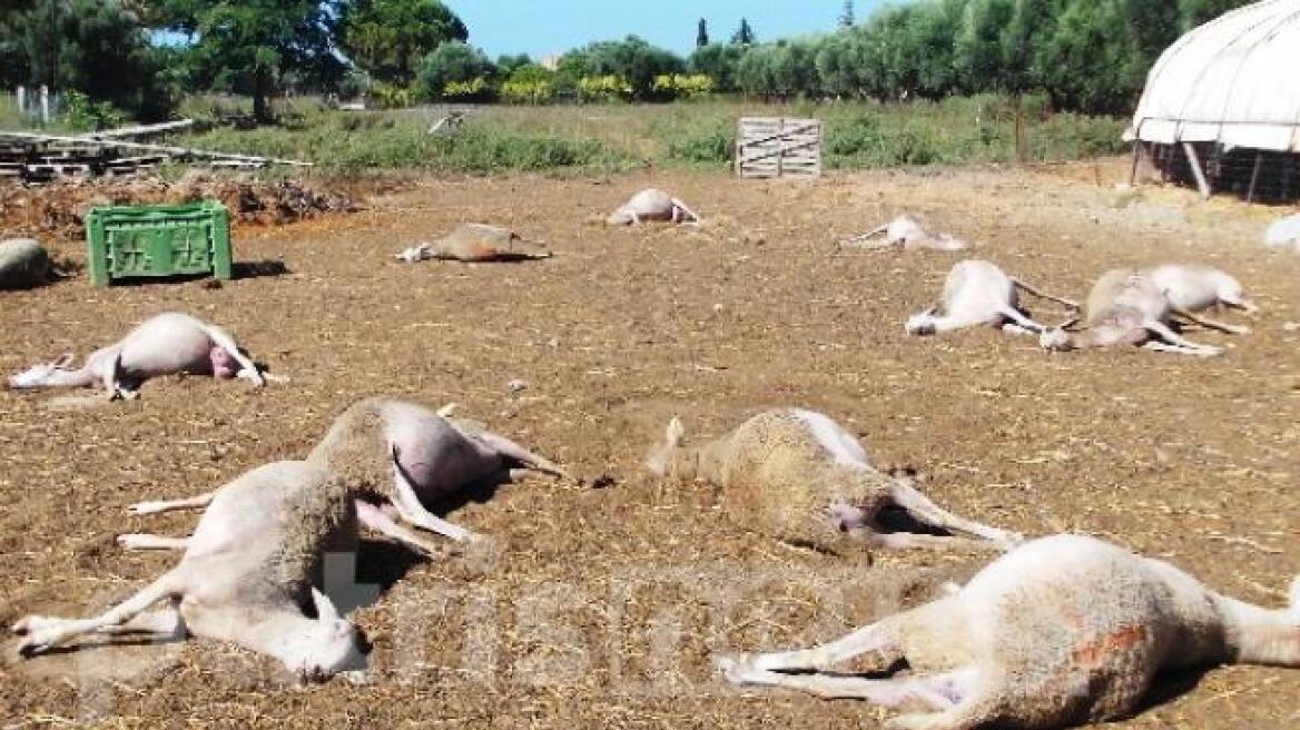 Ηλεία: Δηλητηρίασαν ολόκληρο κοπάδι πρόβατα (φωτογραφία)