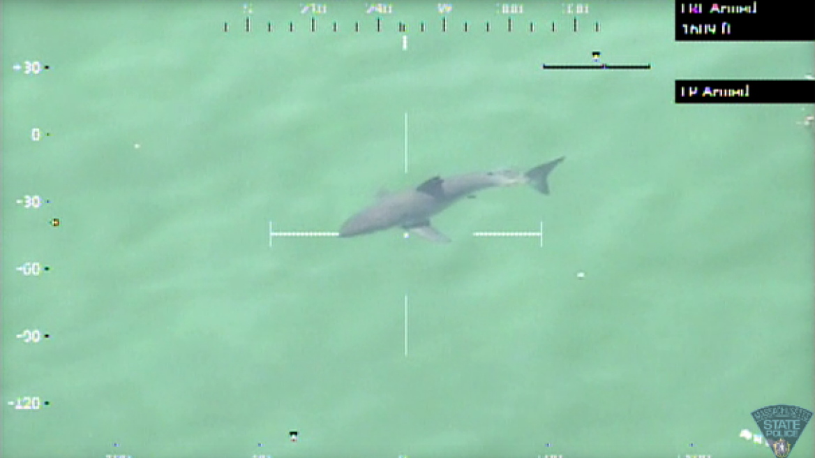 Λευκός καρχαρίας σκόρπισε τον τρόμο σε παραλία στη Μασαχουσέτη