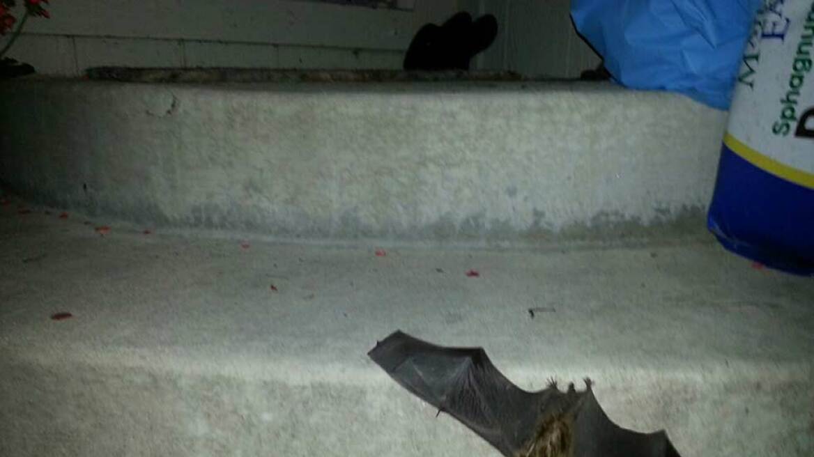 Αμαλιάδα: Συναγερμός στο ΚΕΕΛΠΝΟ για νυχτερίδα που δάγκωσε 60χρονο