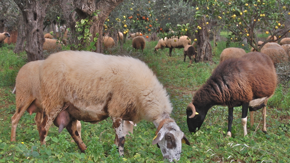 Βουλγαρία: Σε ύφεση η επιδημία καταρροϊκού πυρετού στα πρόβατα