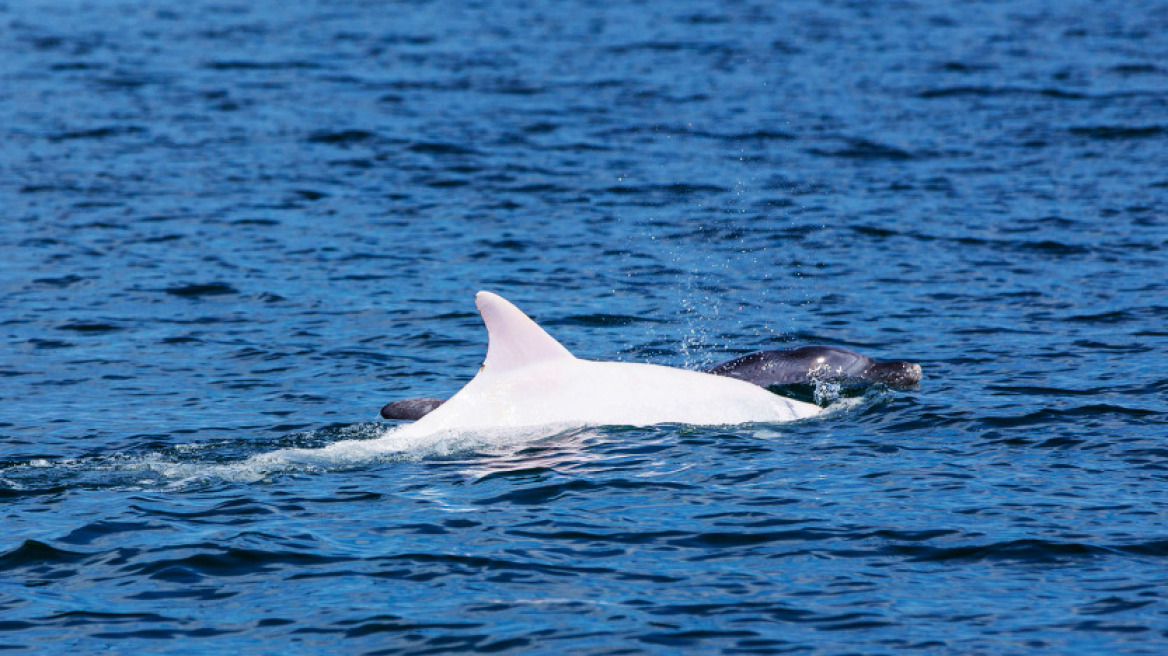 Φωτογραφίες: Εντόπισαν δελφίνι - αλμπίνο στις ιταλοκροατικές ακτές