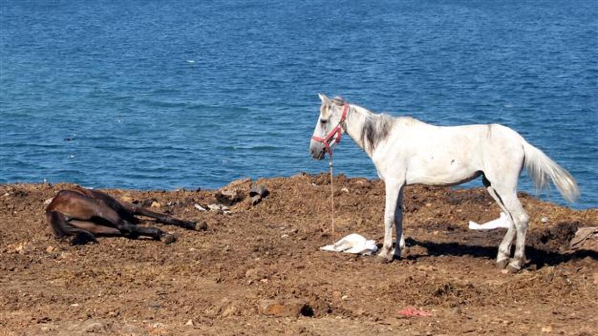 Εκστρατεία: «Σώστε τα άλογα στα Πριγκηπονήσια»